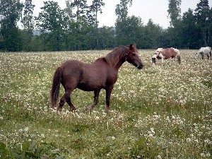 horses-field.jpg